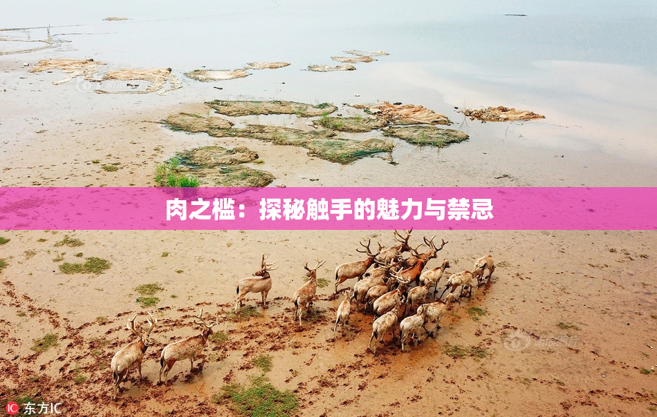 肉之槛：探秘触手的魅力与禁忌