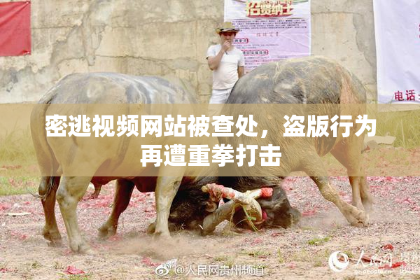密逃视频网站被查处，盗版行为再遭重拳打击