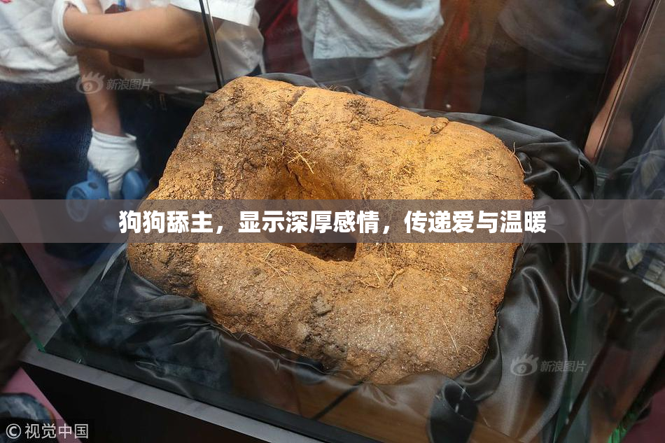 狗狗舔主，显示深厚感情，传递爱与温暖