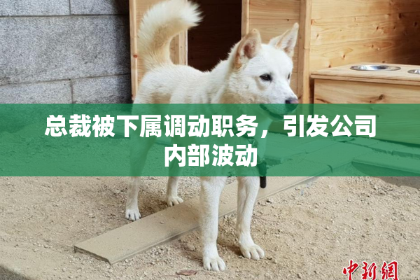 总裁被下属调动职务，引发公司内部波动