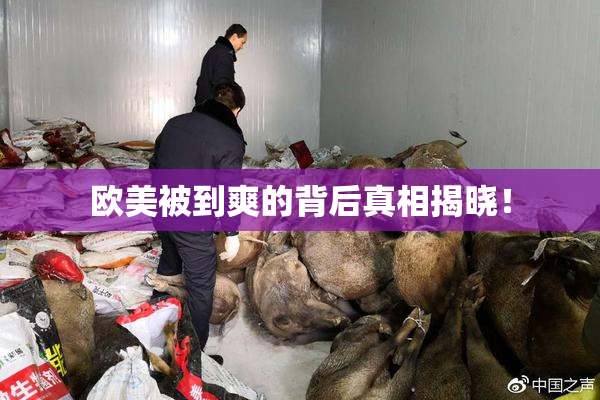 欧美被到爽的背后真相揭晓！