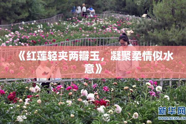 《红莲轻夹两瓣玉，凝聚柔情似水意》