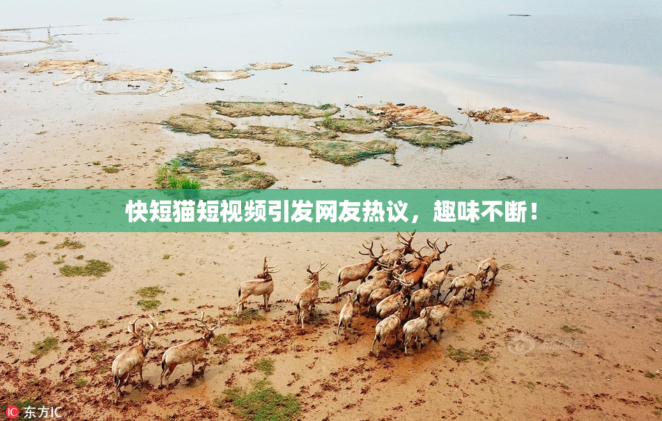 快短猫短视频引发网友热议，趣味不断！