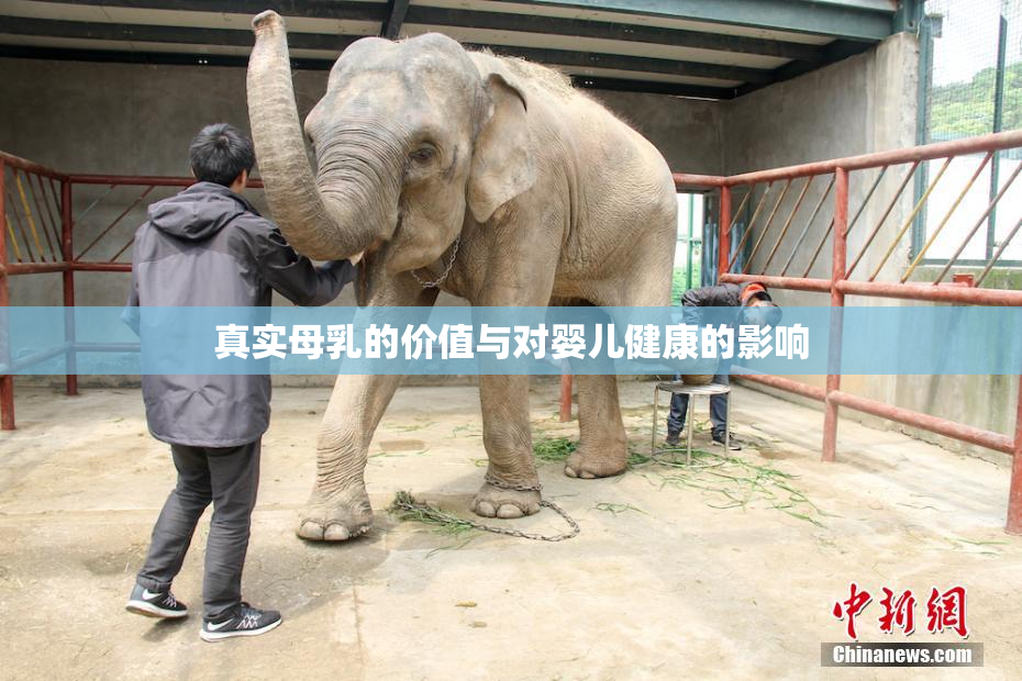 真实母乳的价值与对婴儿健康的影响