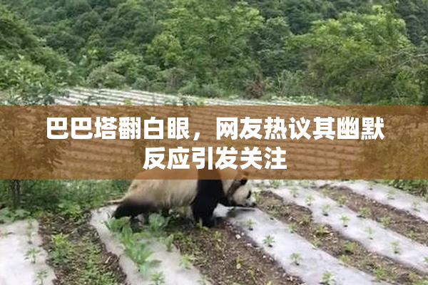 巴巴塔翻白眼，网友热议其幽默反应引发关注