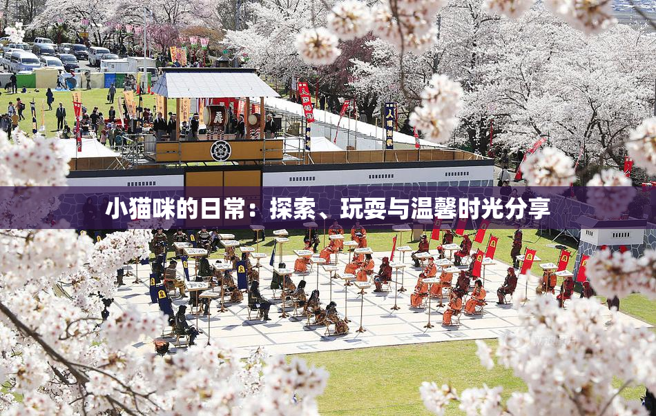 小猫咪的日常：探索、玩耍与温馨时光分享
