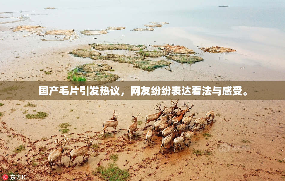 国产毛片引发热议，网友纷纷表达看法与感受。