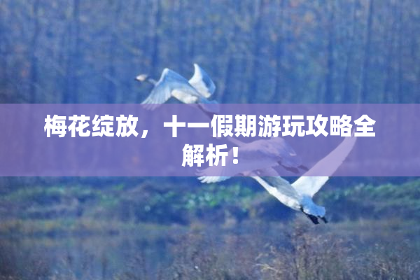 梅花绽放，十一假期游玩攻略全解析！