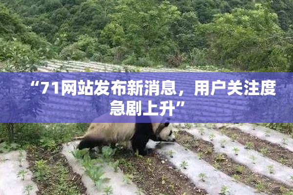 “71网站发布新消息，用户关注度急剧上升”