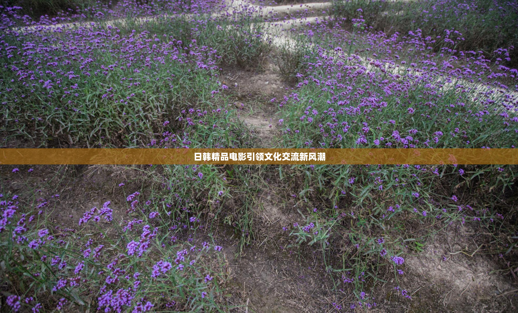 日韩精品电影引领文化交流新风潮