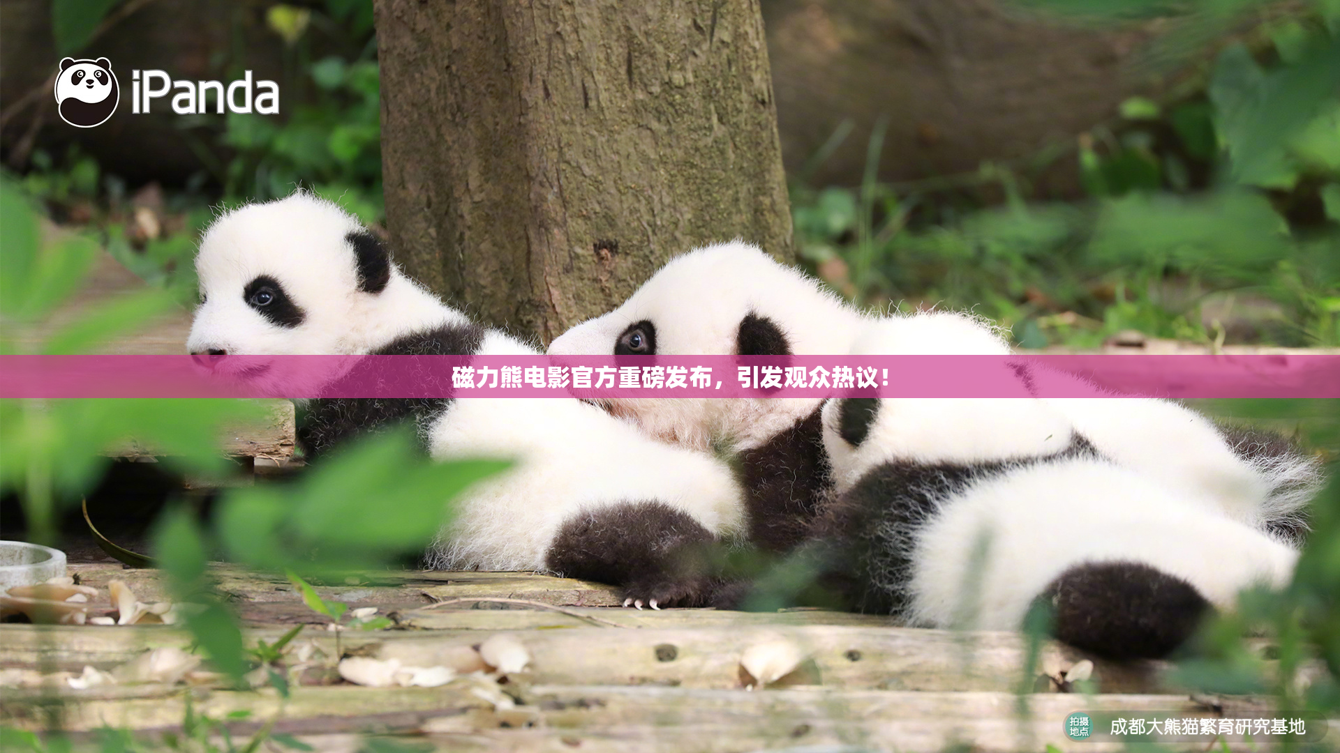 磁力熊电影官方重磅发布，引发观众热议！