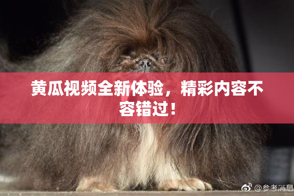黄瓜视频全新体验，精彩内容不容错过！