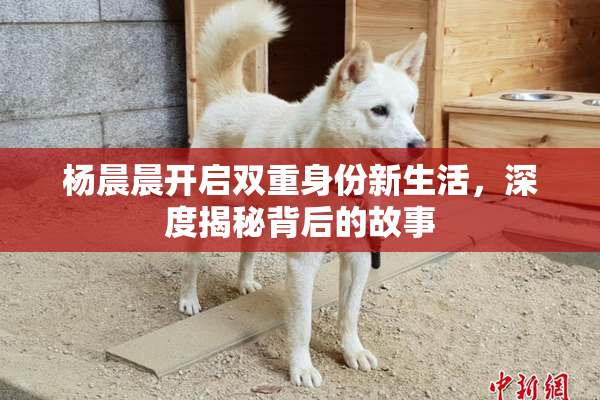杨晨晨开启双重身份新生活，深度揭秘背后的故事