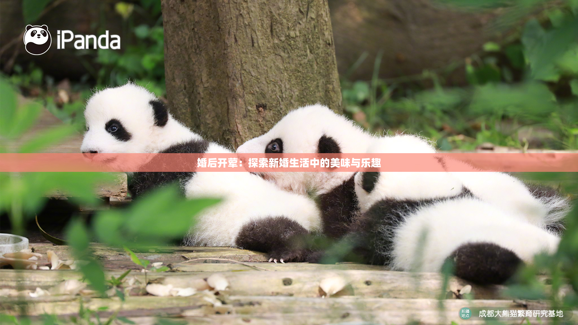 婚后开荤：探索新婚生活中的美味与乐趣