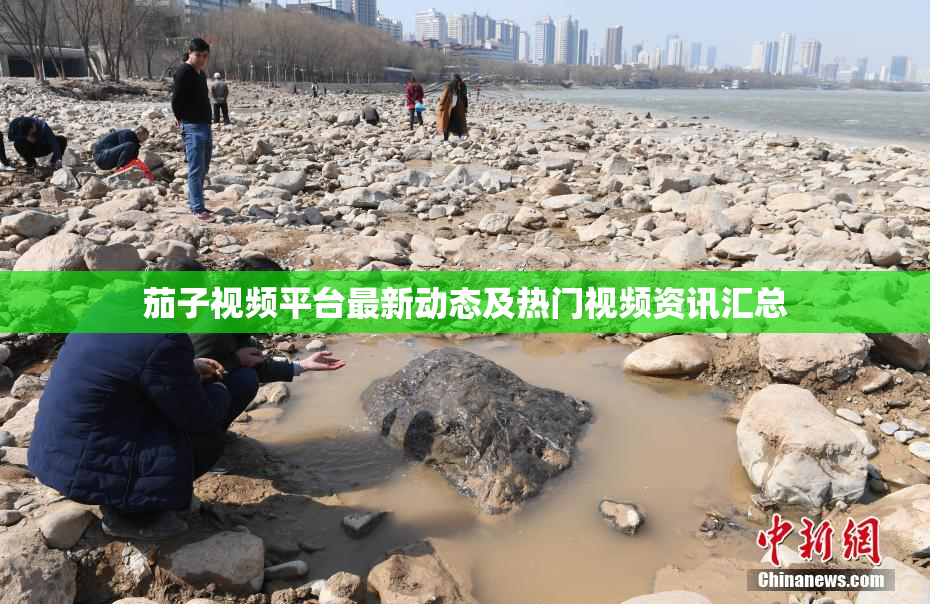 茄子视频平台最新动态及热门视频资讯汇总