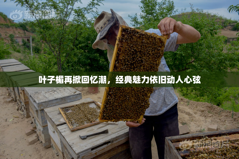 叶子楣再掀回忆潮，经典魅力依旧动人心弦