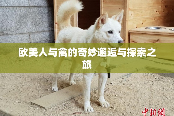 欧美人与禽的奇妙邂逅与探索之旅