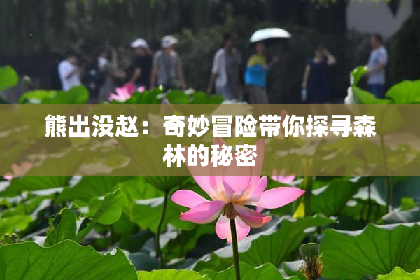 熊出没赵：奇妙冒险带你探寻森林的秘密