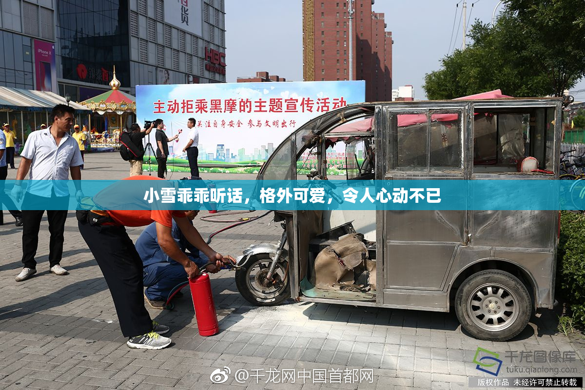 小雪乖乖听话，格外可爱，令人心动不已