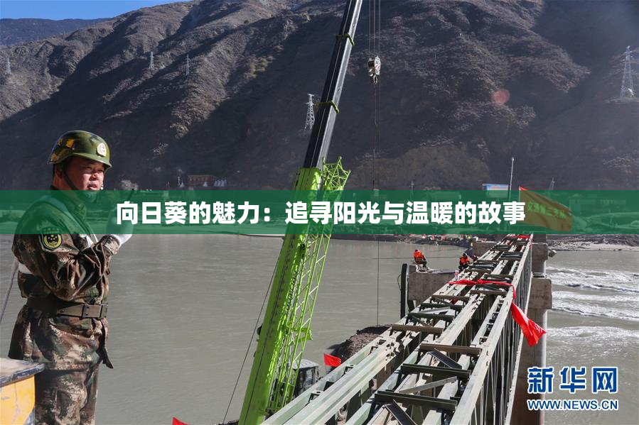向日葵的魅力：追寻阳光与温暖的故事