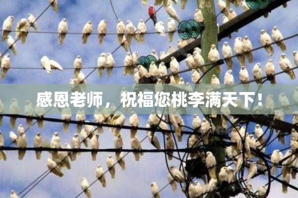感恩老师，祝福您桃李满天下！