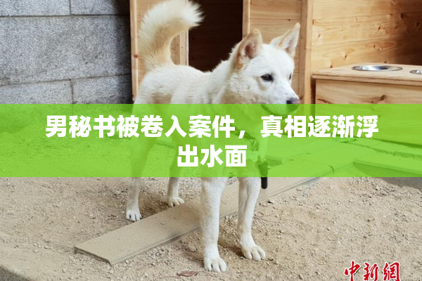 男秘书被卷入案件，真相逐渐浮出水面