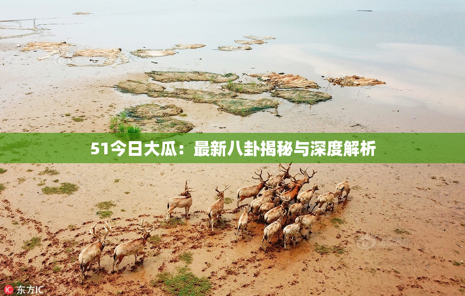 51今日大瓜：最新八卦揭秘与深度解析
