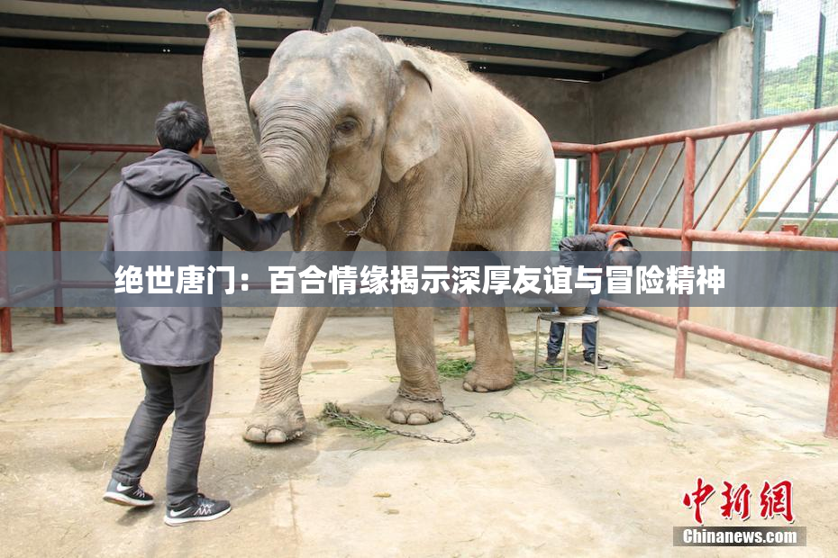 绝世唐门：百合情缘揭示深厚友谊与冒险精神