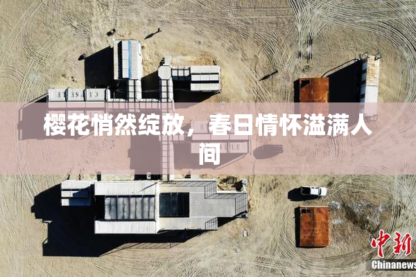 樱花悄然绽放，春日情怀溢满人间