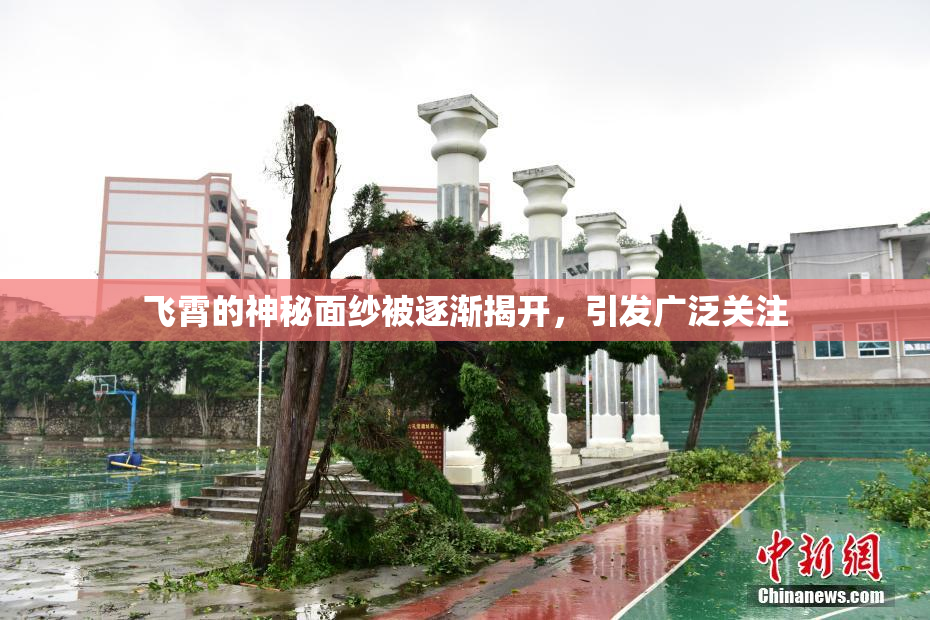 飞霄的神秘面纱被逐渐揭开，引发广泛关注