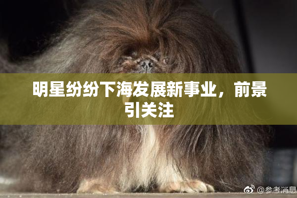 明星纷纷下海发展新事业，前景引关注
