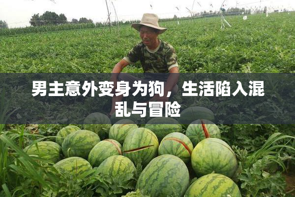 男主意外变身为狗，生活陷入混乱与冒险