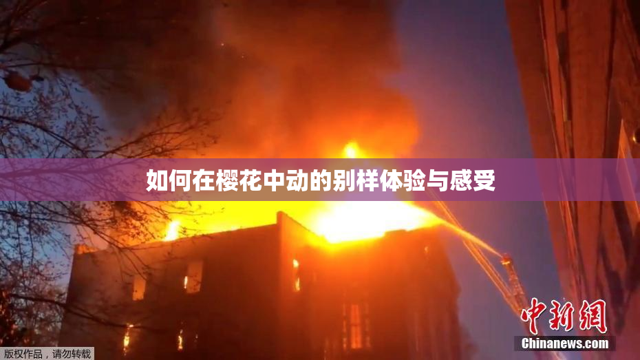 如何在樱花中动的别样体验与感受