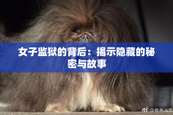 女子监狱的背后：揭示隐藏的秘密与故事