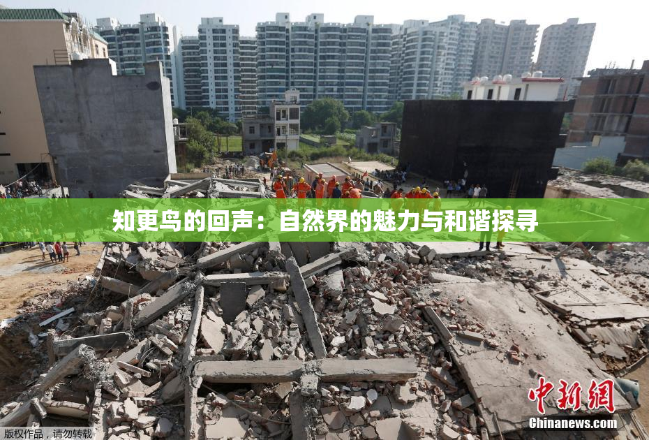 知更鸟的回声：自然界的魅力与和谐探寻