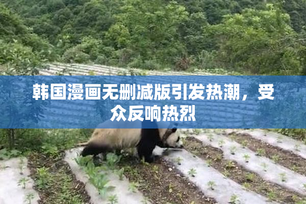 韩国漫画无删减版引发热潮，受众反响热烈