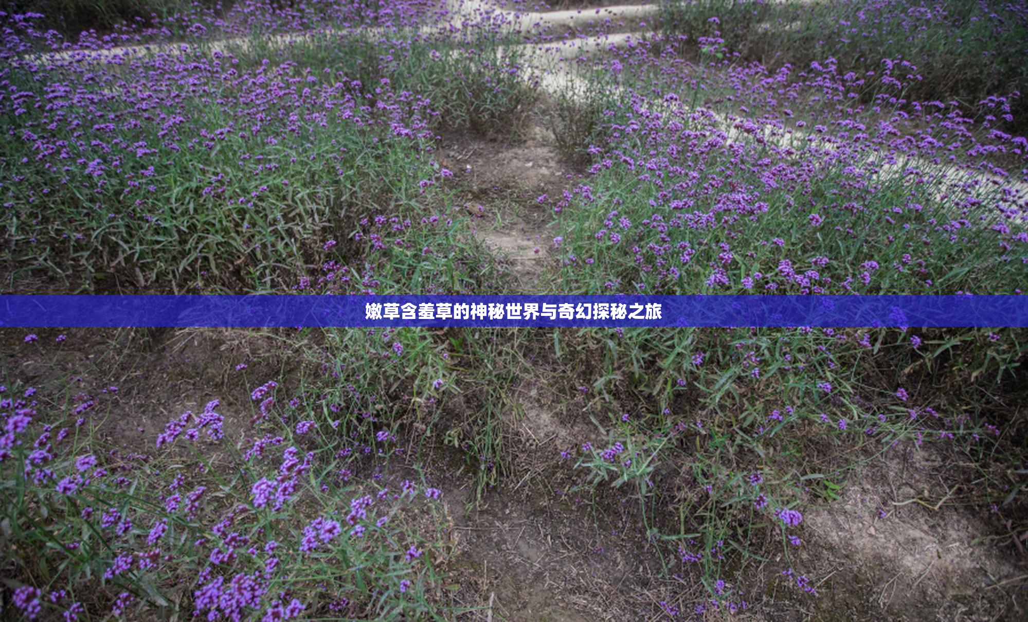 嫩草含羞草的神秘世界与奇幻探秘之旅