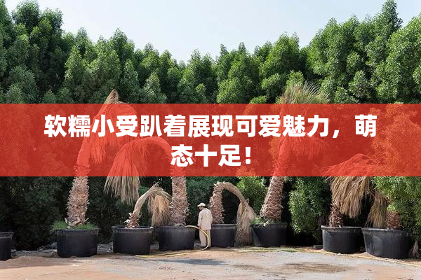 软糯小受趴着展现可爱魅力，萌态十足！