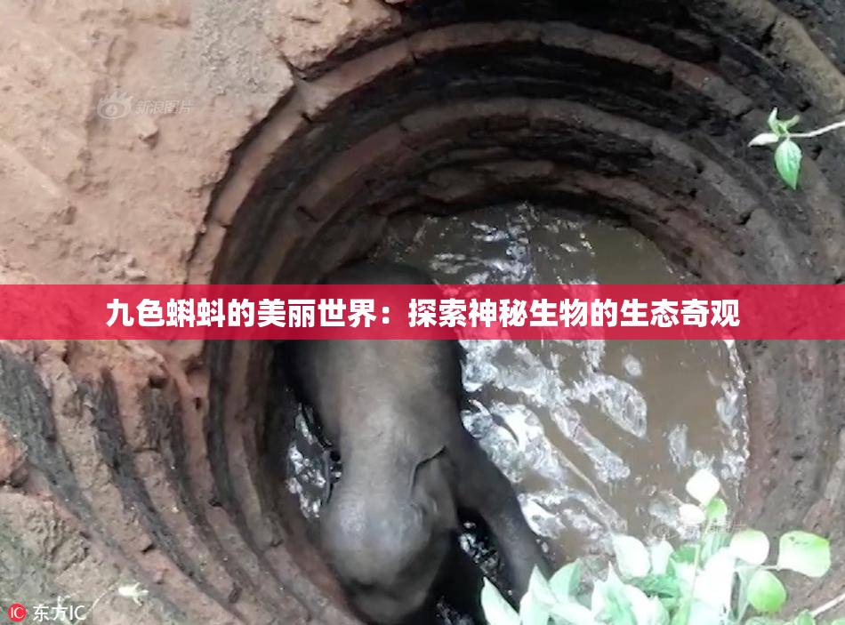 九色蝌蚪的美丽世界：探索神秘生物的生态奇观