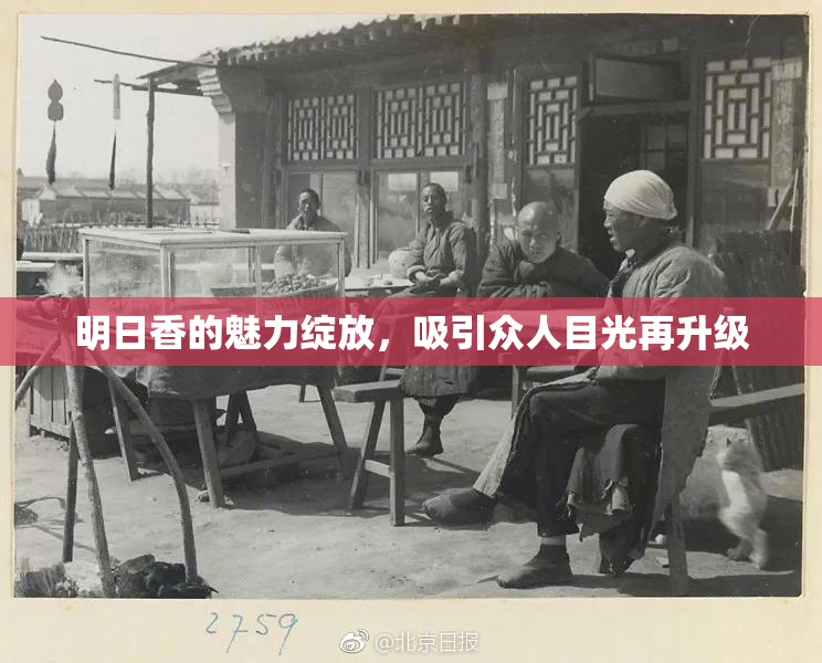 明日香的魅力绽放，吸引众人目光再升级