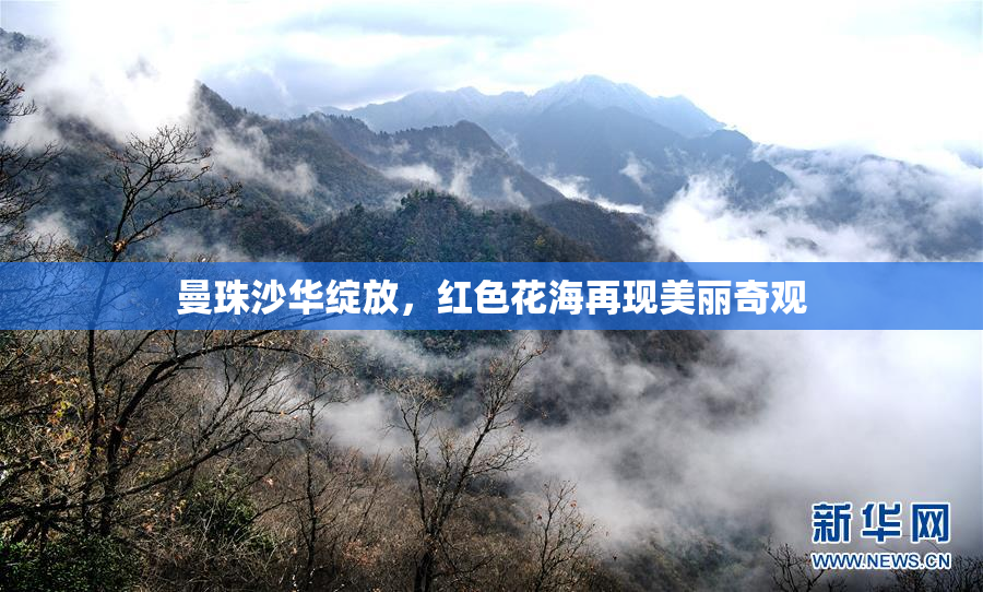 曼珠沙华绽放，红色花海再现美丽奇观