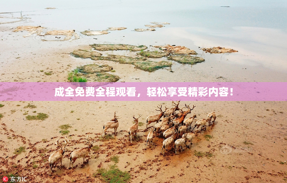 成全免费全程观看，轻松享受精彩内容！