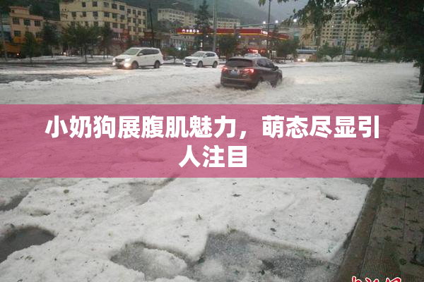 小奶狗展腹肌魅力，萌态尽显引人注目