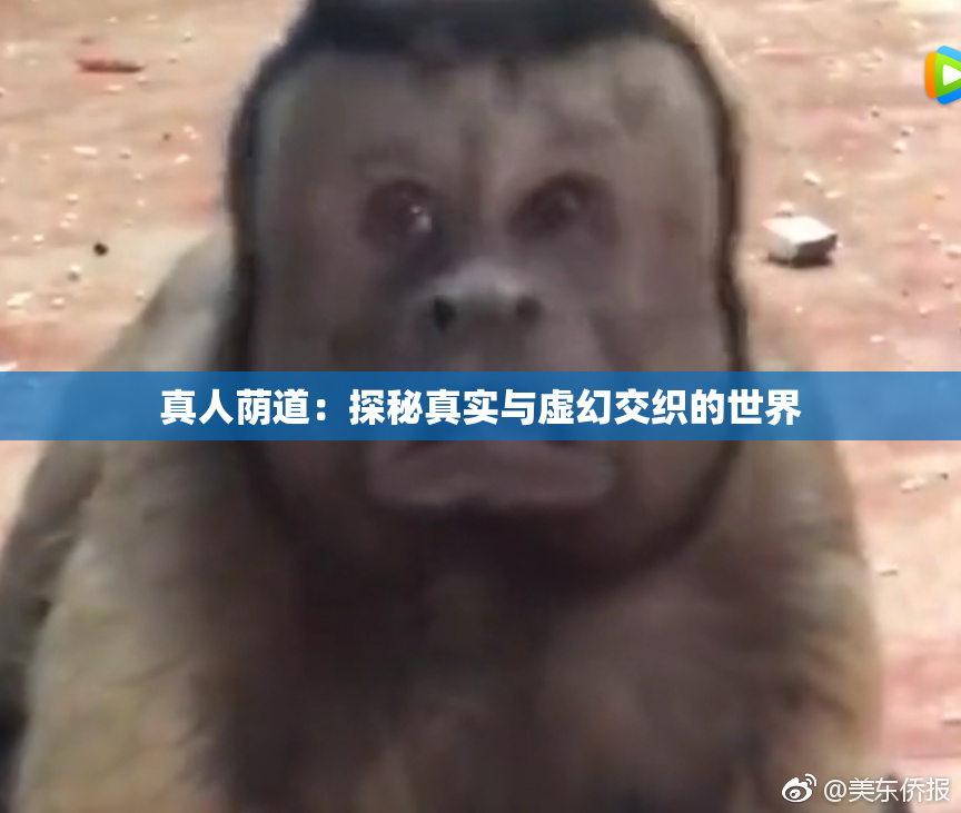真人荫道：探秘真实与虚幻交织的世界