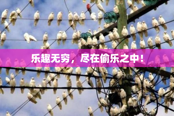 乐趣无穷，尽在偷乐之中！