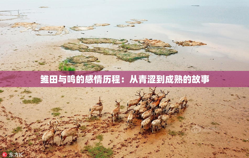 雏田与鸣的感情历程：从青涩到成熟的故事