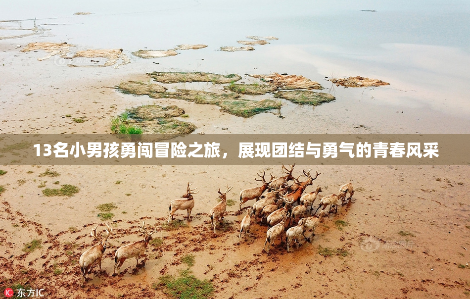 13名小男孩勇闯冒险之旅，展现团结与勇气的青春风采