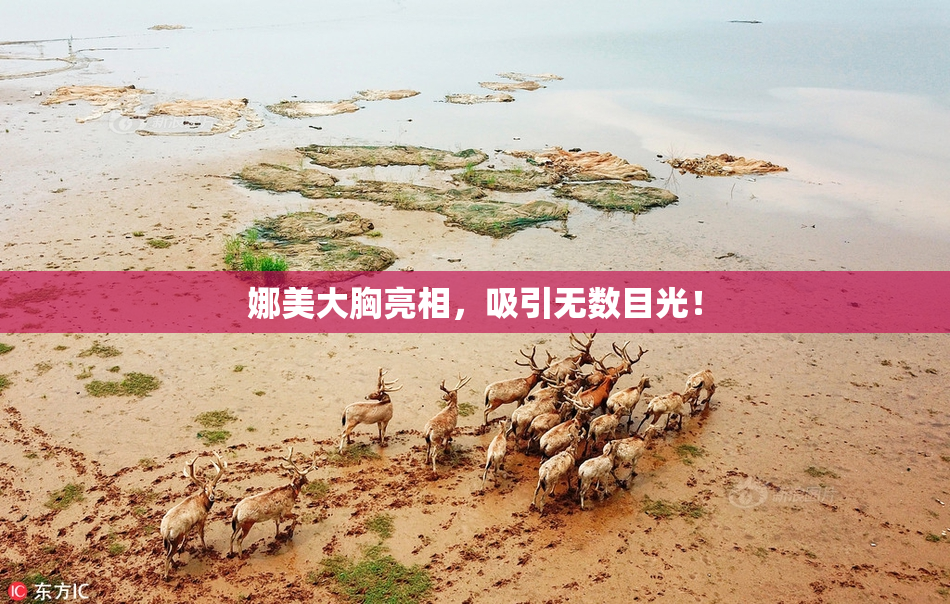 娜美大胸亮相，吸引无数目光！
