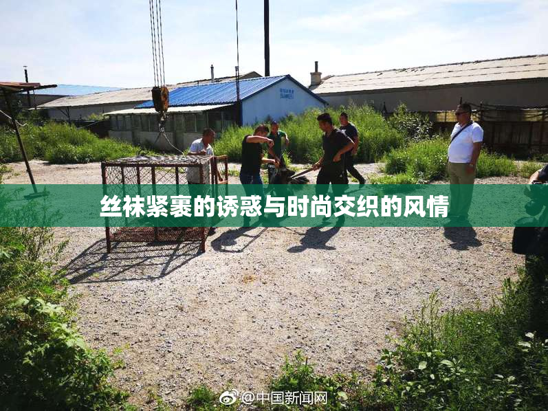 丝袜紧裹的诱惑与时尚交织的风情