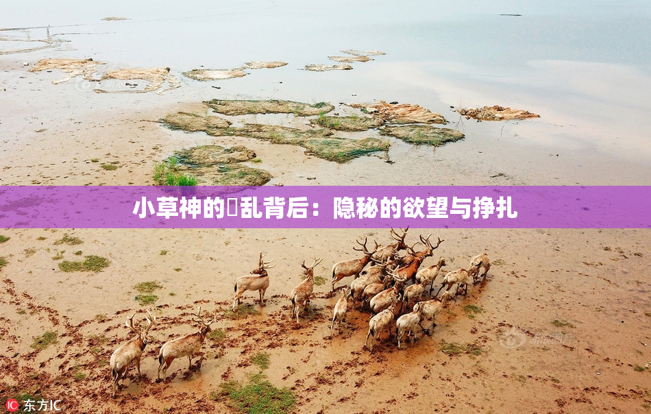 小草神的婬乱背后：隐秘的欲望与挣扎